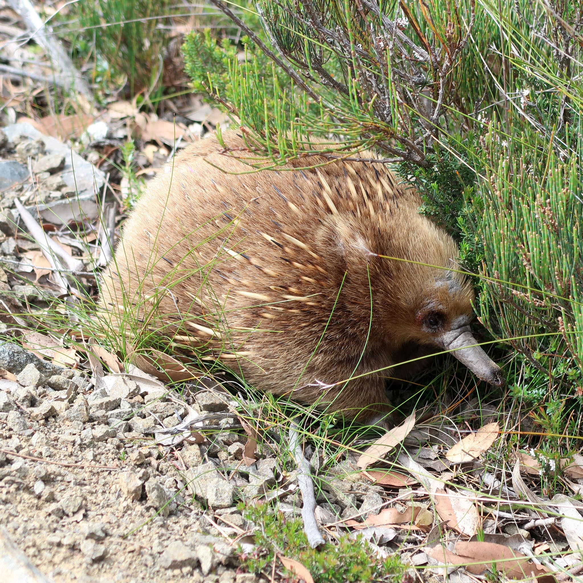 Image of Tasmanian Echidna