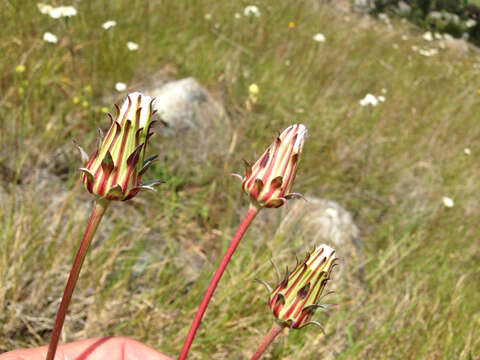 Image of bigflower agoseris