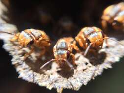 Scaptotrigona pectoralis (Dalla Torre 1896) resmi