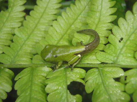 Leptopelis flavomaculatus (Günther 1864) resmi