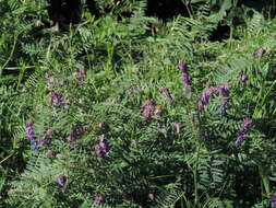 Image of Vicia cracca subsp. incana (Gouan) Rouy