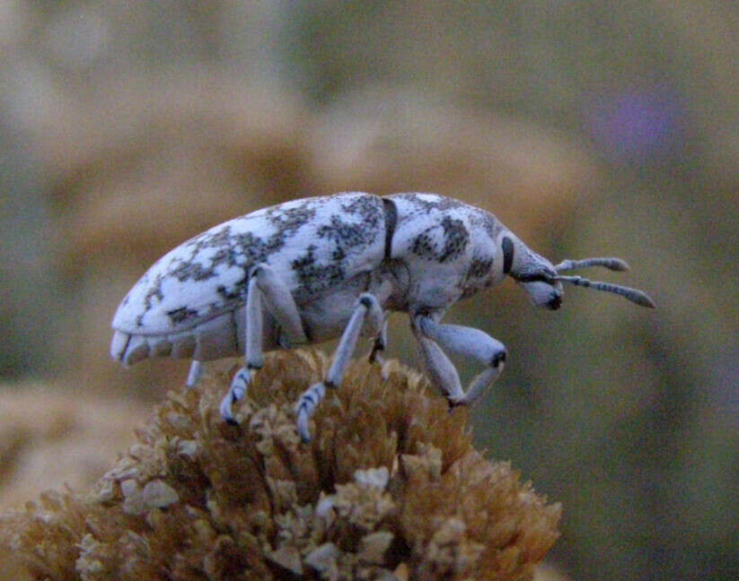 Image of Leucomigus candidatus