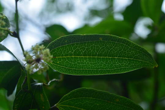 Image of Smilax lanceifolia Roxb.