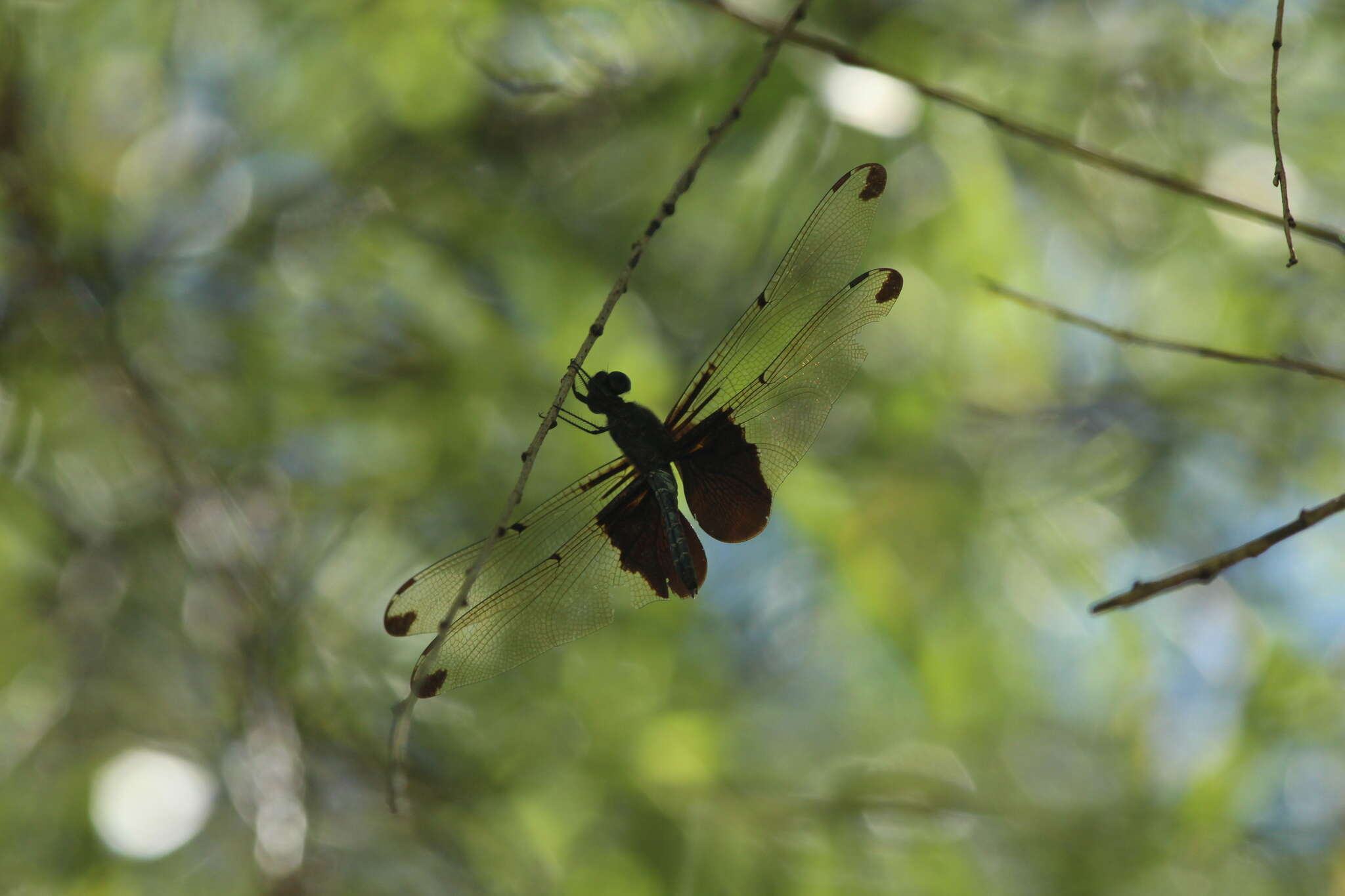 Image of Rhyothemis severini Ris 1913