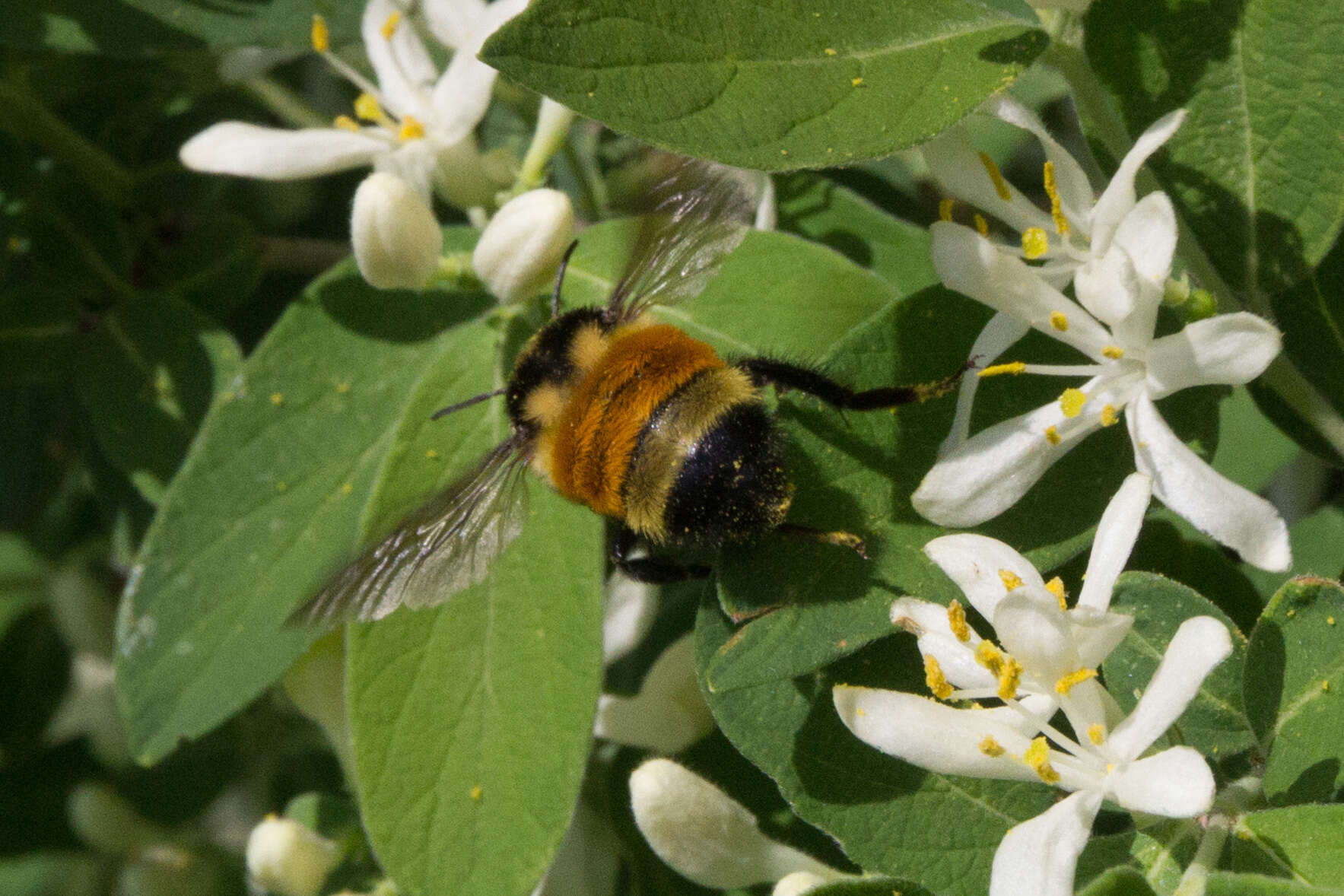 Image of Tricolored Bumble Bee