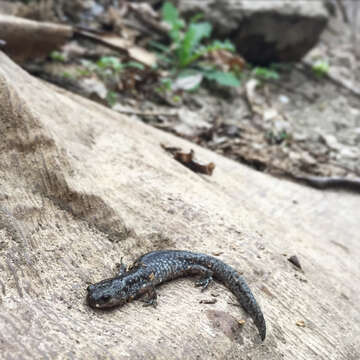 Image of Smallmouth Salamander