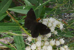 Image of Golden-headed Scallopwing