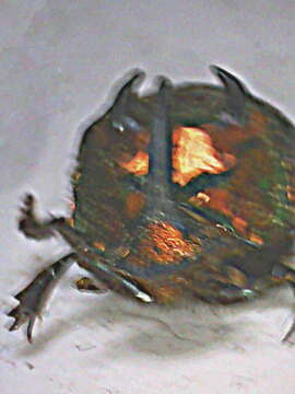 Imagem de Sulcophanaeus chryseicollis (Harold 1863)