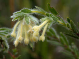 صورة Pimelea octophylla R. Br.