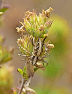 Image of Oxyopes globifer Simon 1876