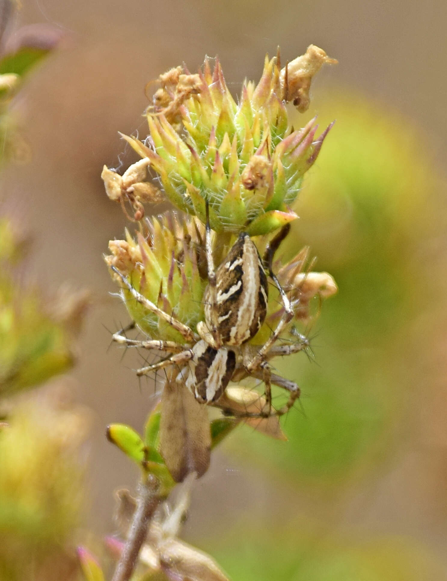 Image of Oxyopes globifer Simon 1876