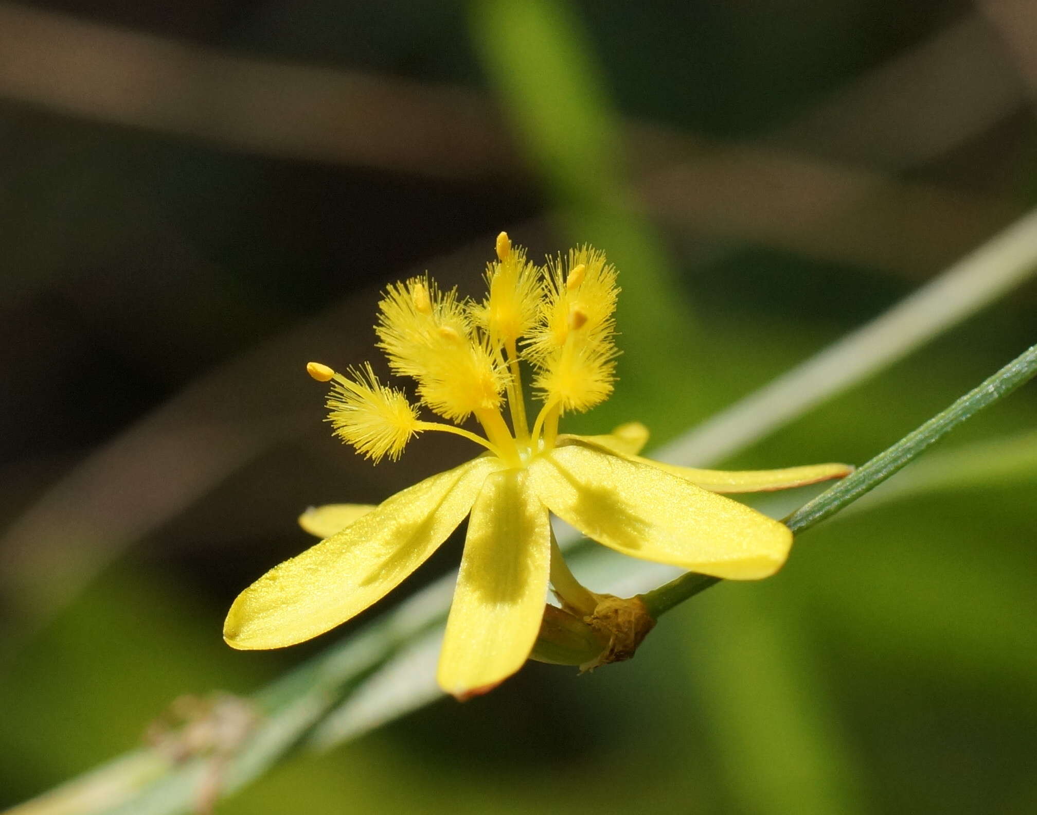 Image of Tricoryne elatior R. Br.