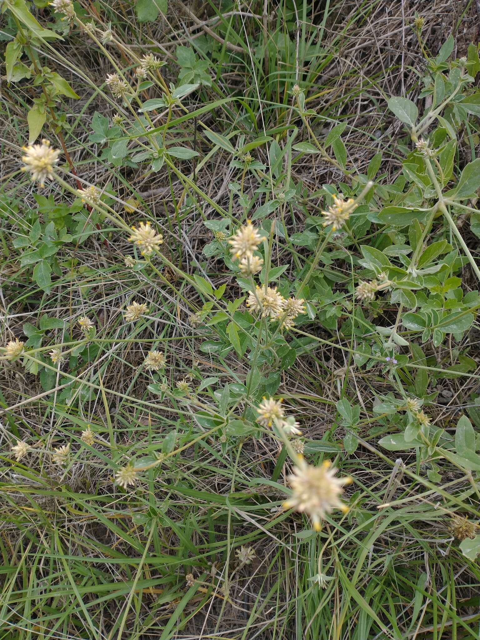 Image of Gomphrena perennis L.