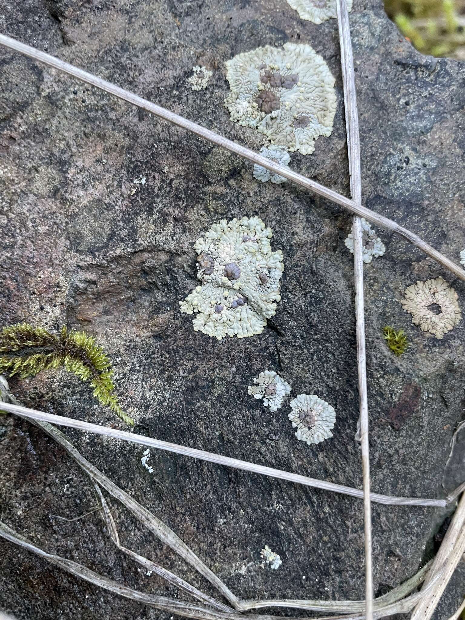 Image of bullseye lichen