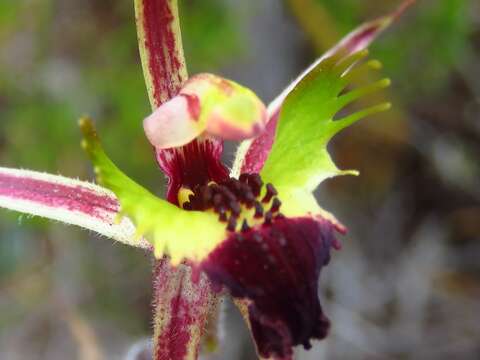 Image of Small mantis orchid