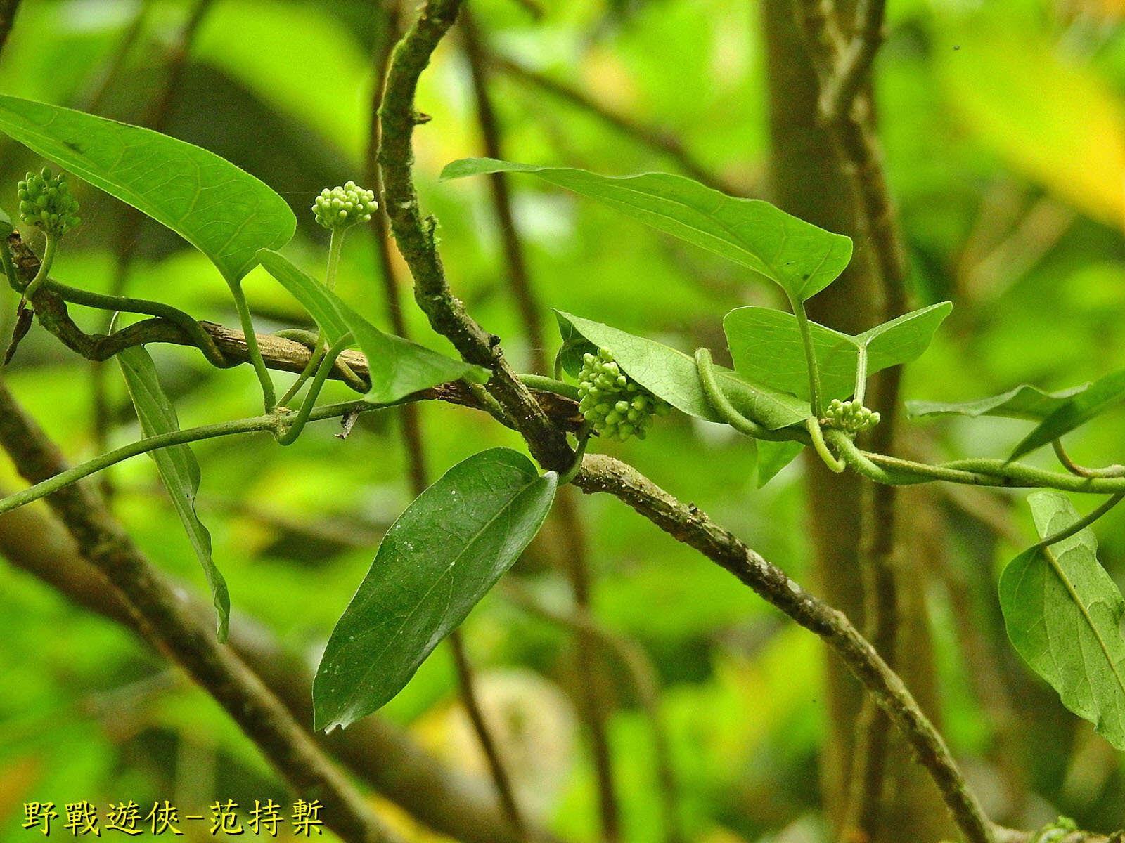 Image of Marsdenia tinctoria R. Br.