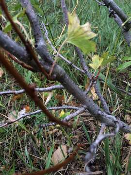 Image of golden currant