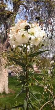 Image of Cordia decandra Hook. & Arn.