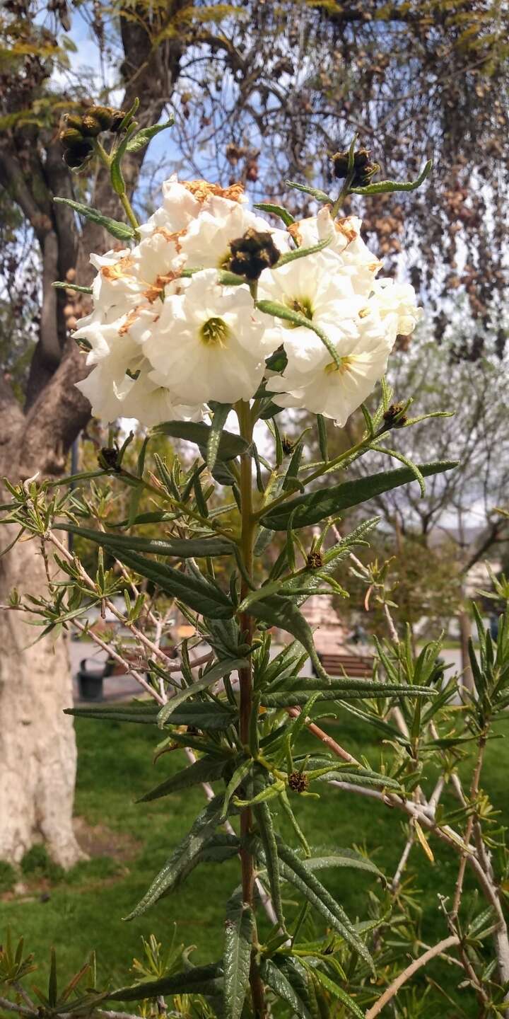 Image de Cordia decandra Hook. & Arn.