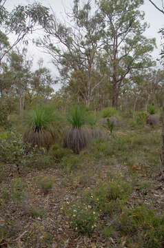 Image of <i>Grevillea <i>synapheae</i></i> subsp. synapheae