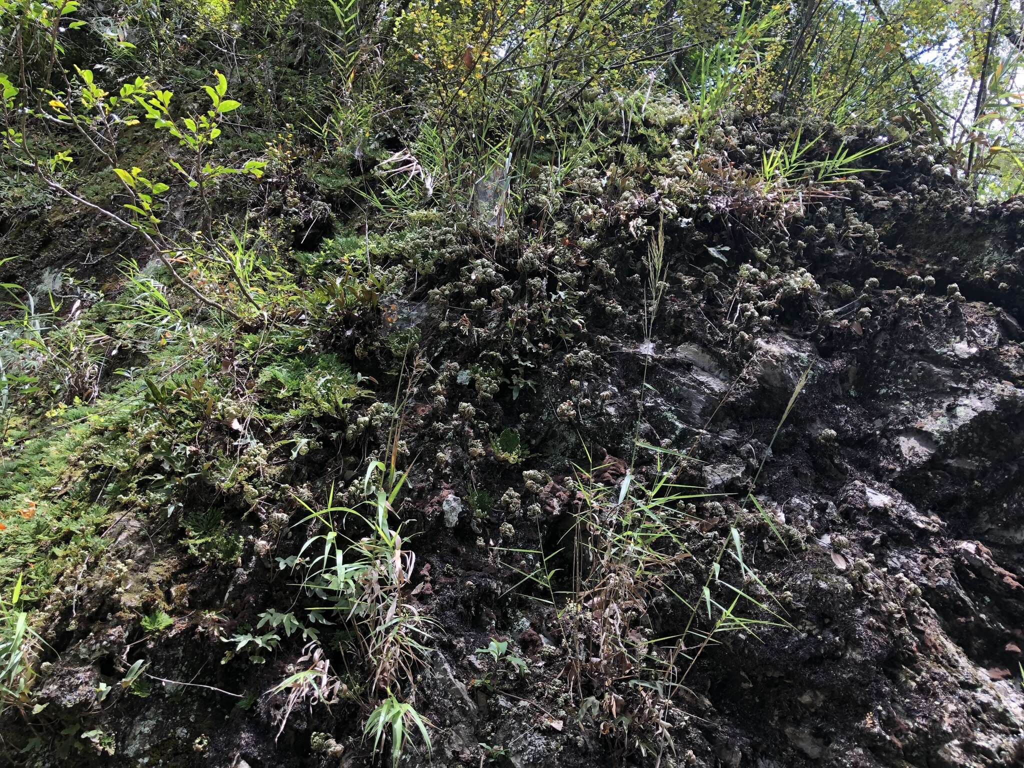 Image of Selaginella tamariscina (Beauv.) Spring