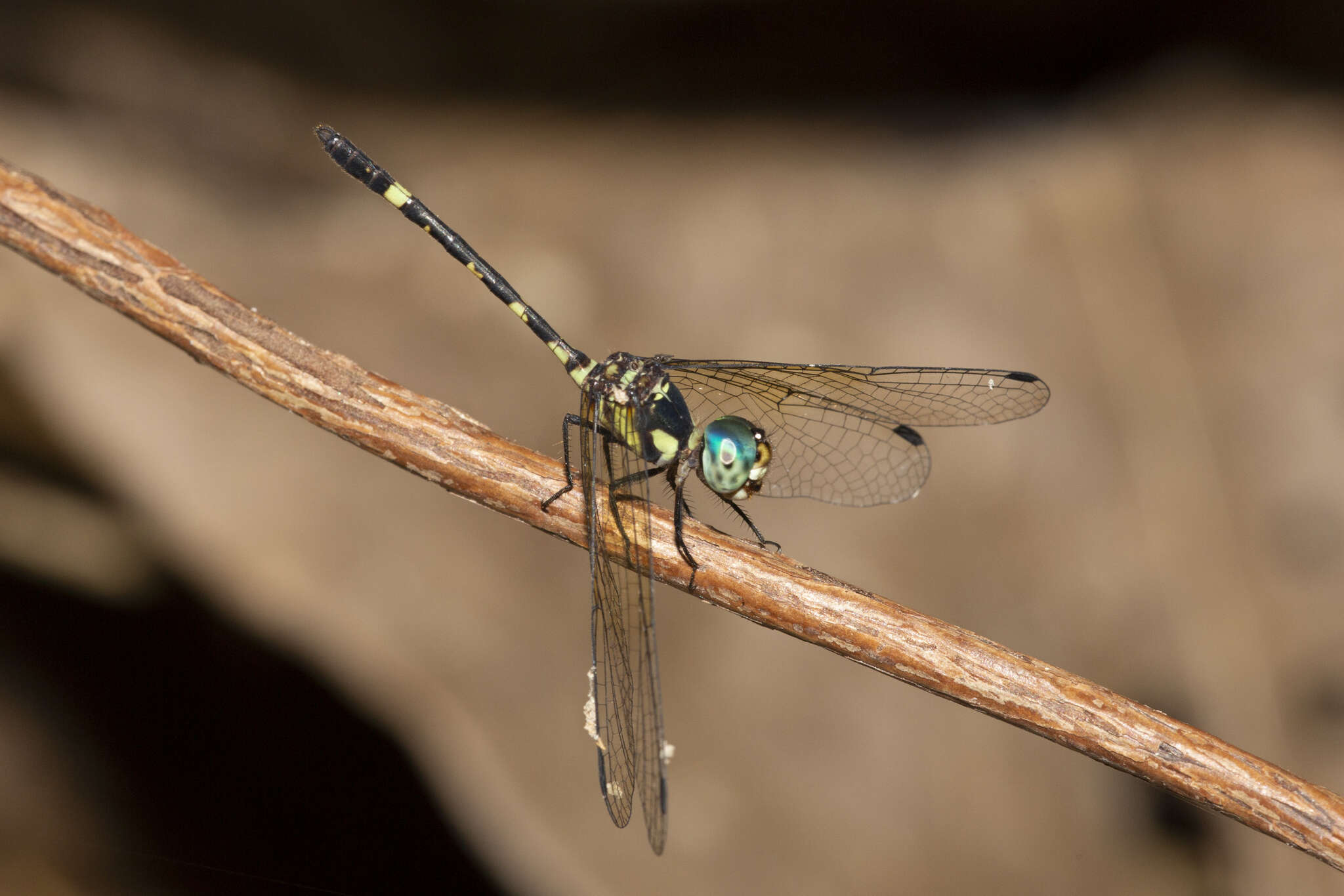 Tetrathemis irregularis cladophila resmi