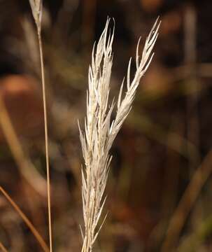 Image of Tenaxia stricta (Schrad.) N. P. Barker & H. P. Linder