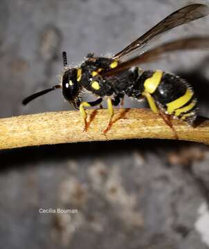 Image of Ancistrocerus renimacula Lepeletier 1841