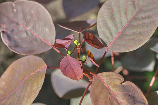 Image of Mexican shrubby spurge