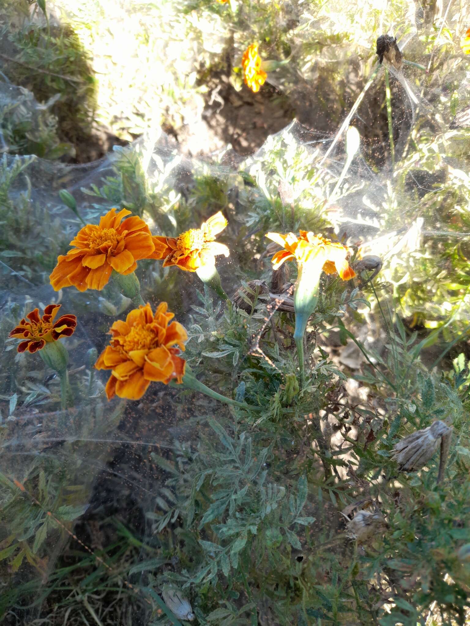 Image of Two-spotted spider mite