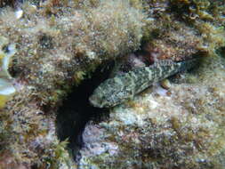 Image of Rock Goby