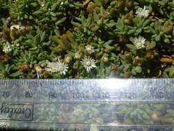 Image of Mesembryanthemum parviflorum Jacq.