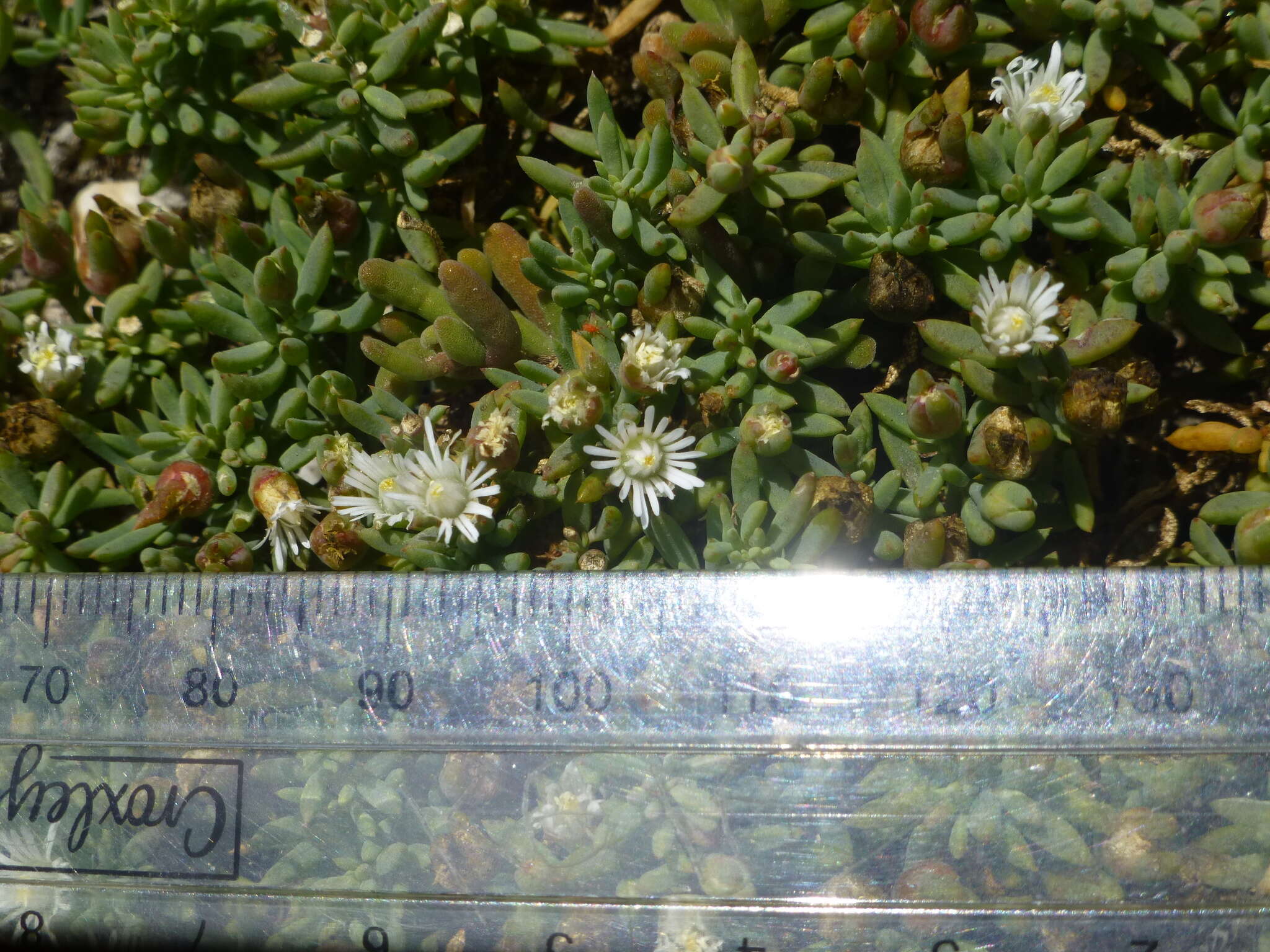 Image of Mesembryanthemum parviflorum Jacq.