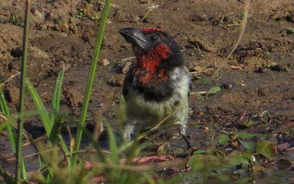 Image of Black-collared Barbet