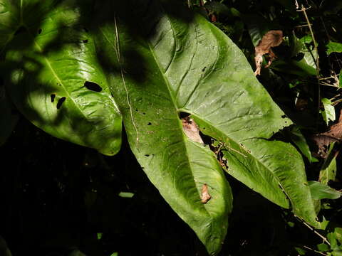 صورة Urospatha friedrichsthalii Schott