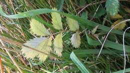 Image of Argentina anserinoides (Raoul) J. Holub