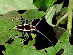 Image of Epepeotes ambigenus (Chevrolat 1841)