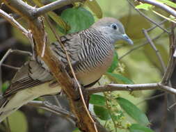 Image of Zebra Dove