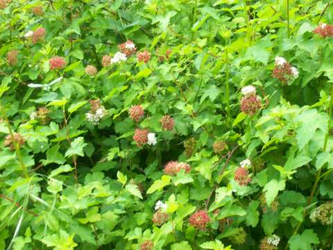 Слика од Physocarpus capitatus (Pursh) Kuntze