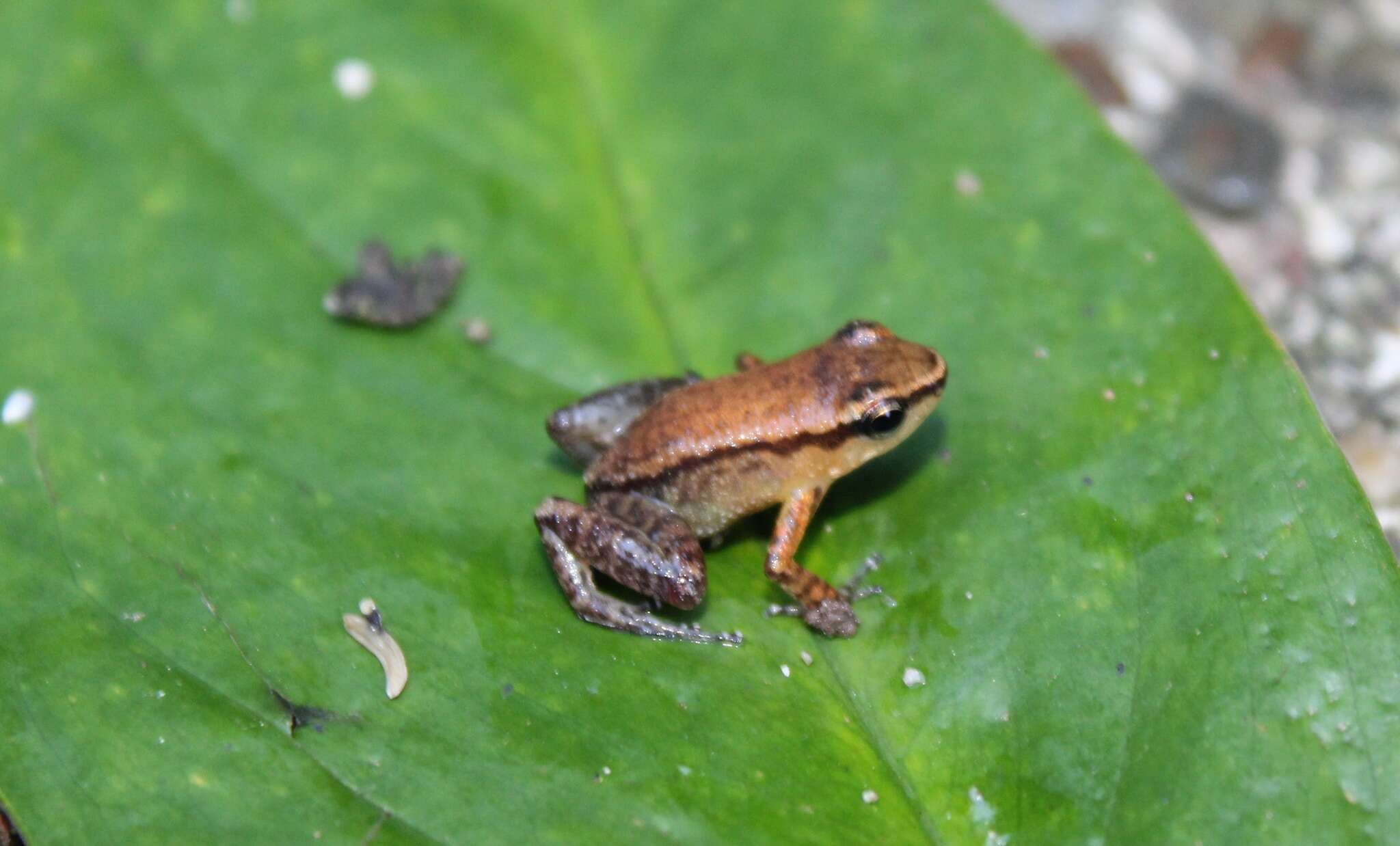 Image of <i>Hyloxalus cepedai</i>