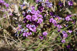 Image of Alpine Hovea