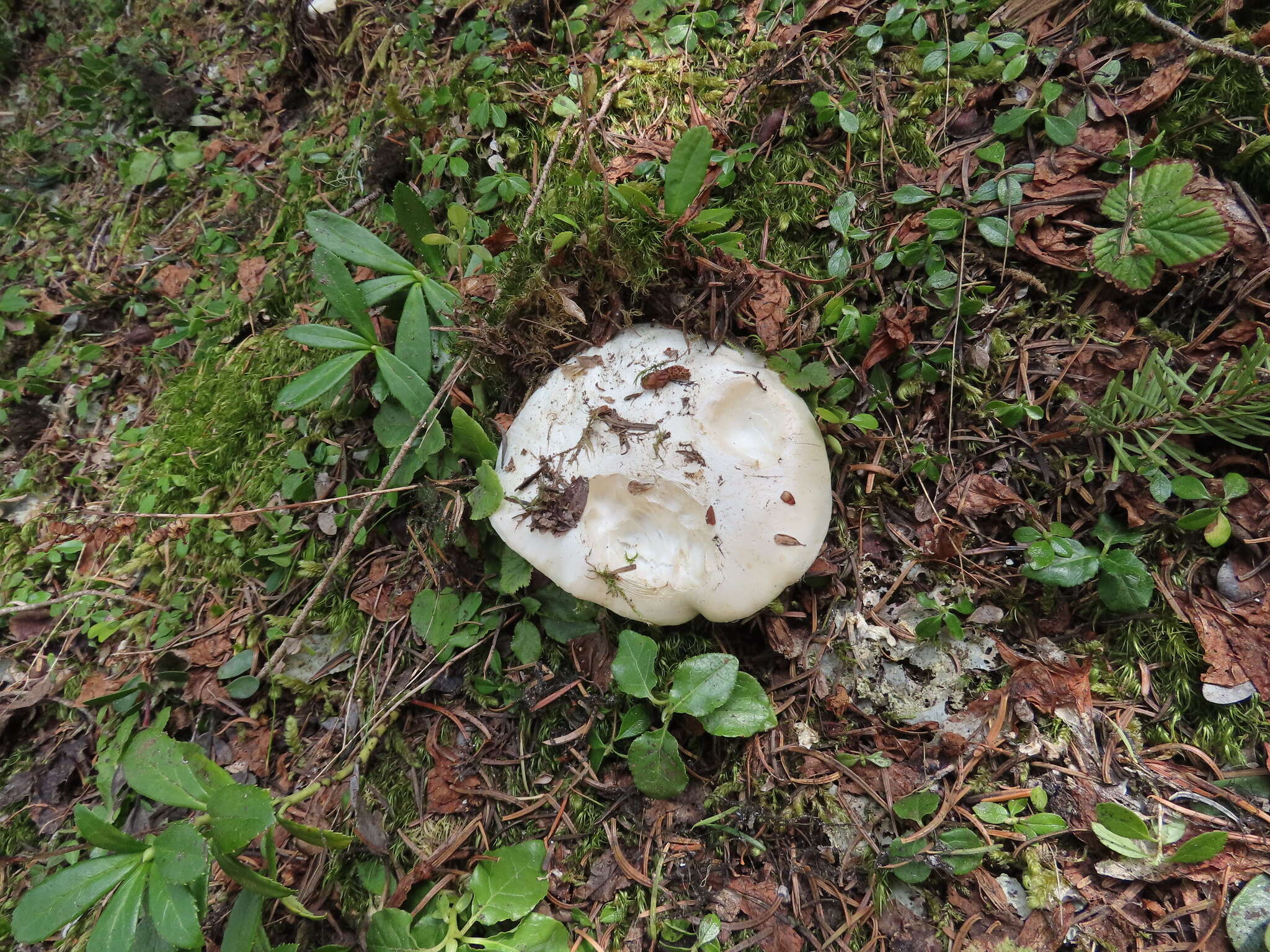 Слика од Hygrophorus subalpinus A. H. Sm. 1941