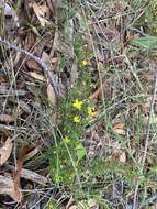 Sivun Hibbertia empetrifolia (DC.) Hoogland kuva