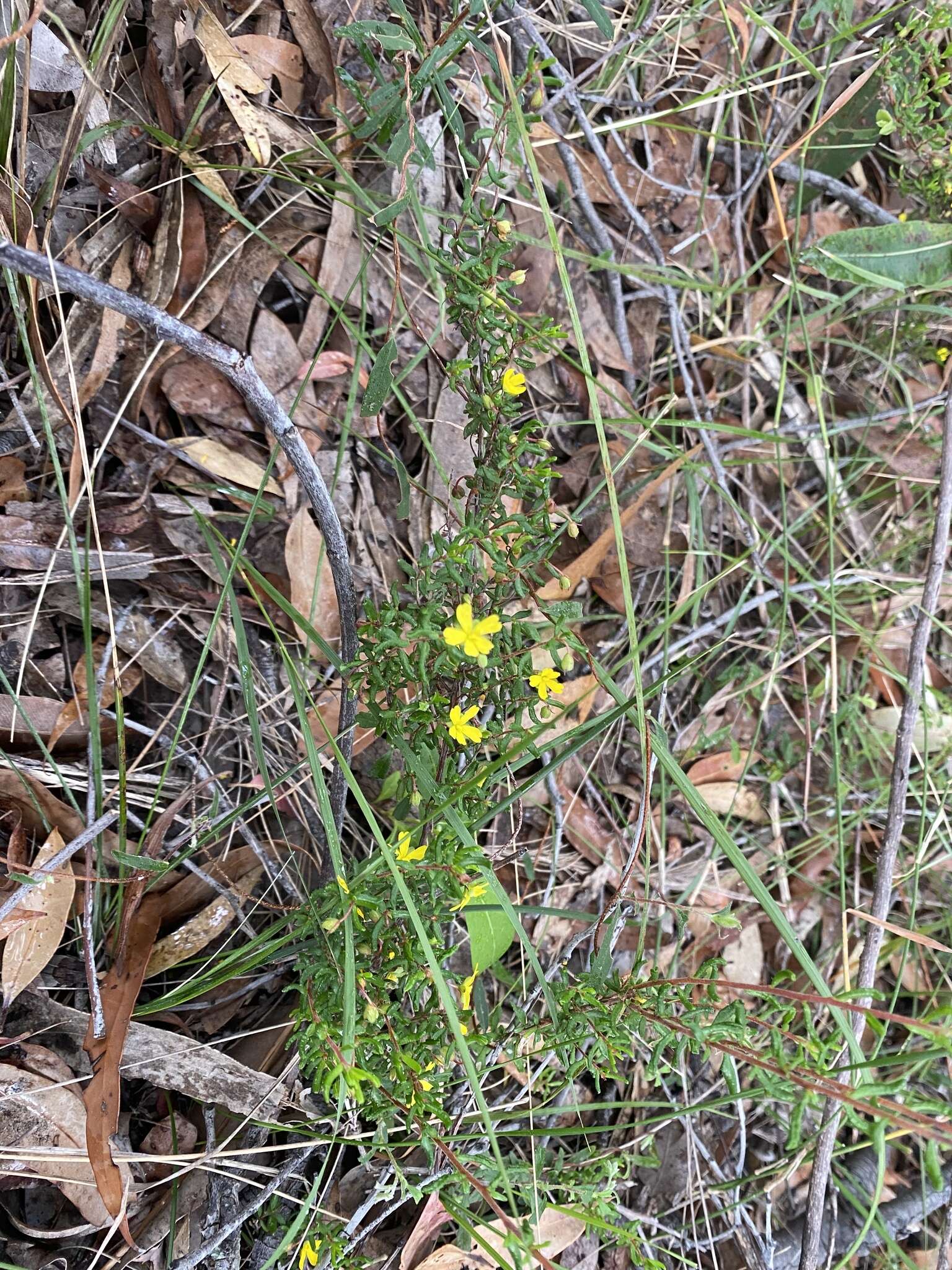 Sivun Hibbertia empetrifolia (DC.) Hoogland kuva