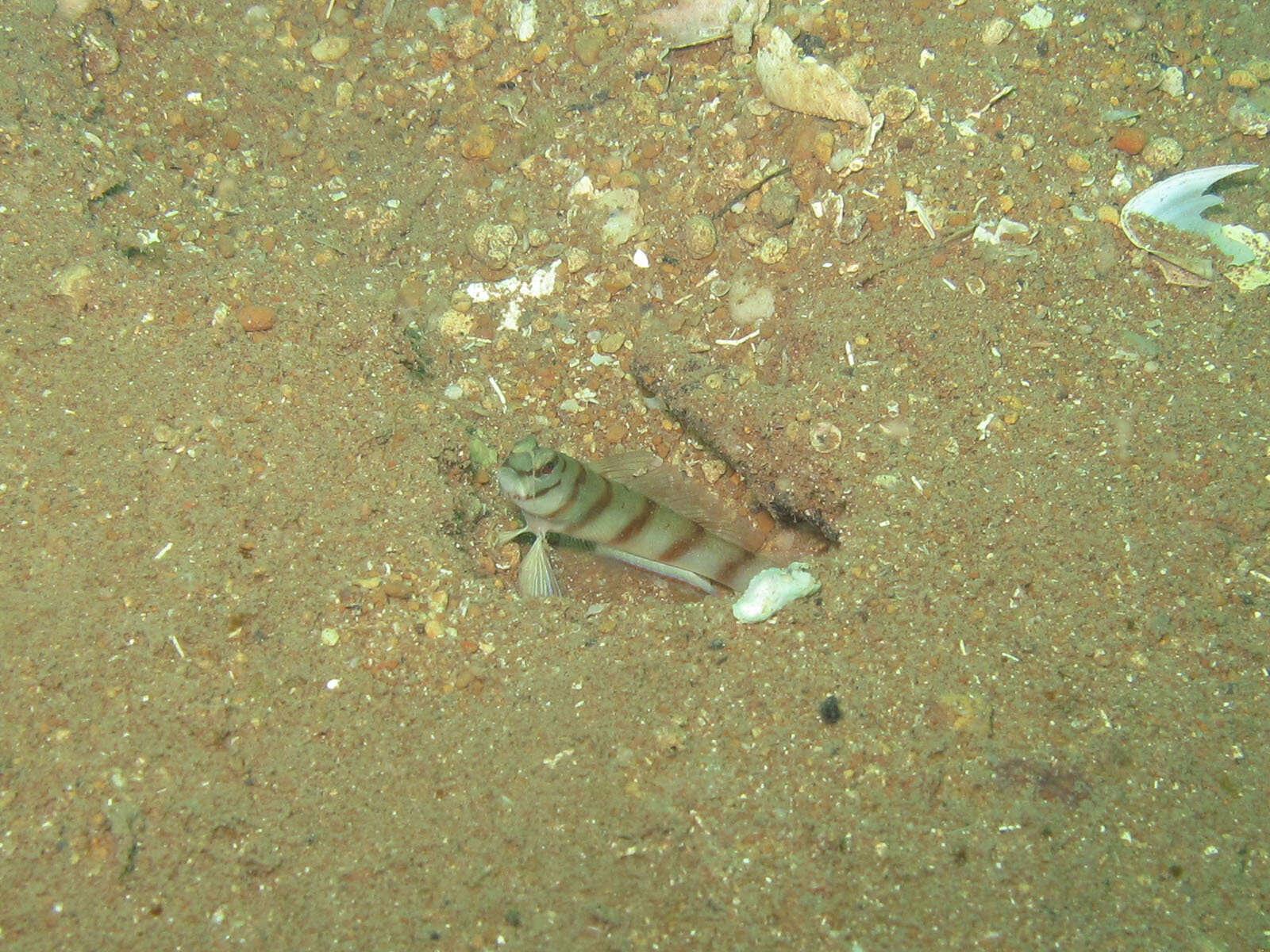 Plancia ëd Amblyeleotris diagonalis Polunin & Lubbock 1979