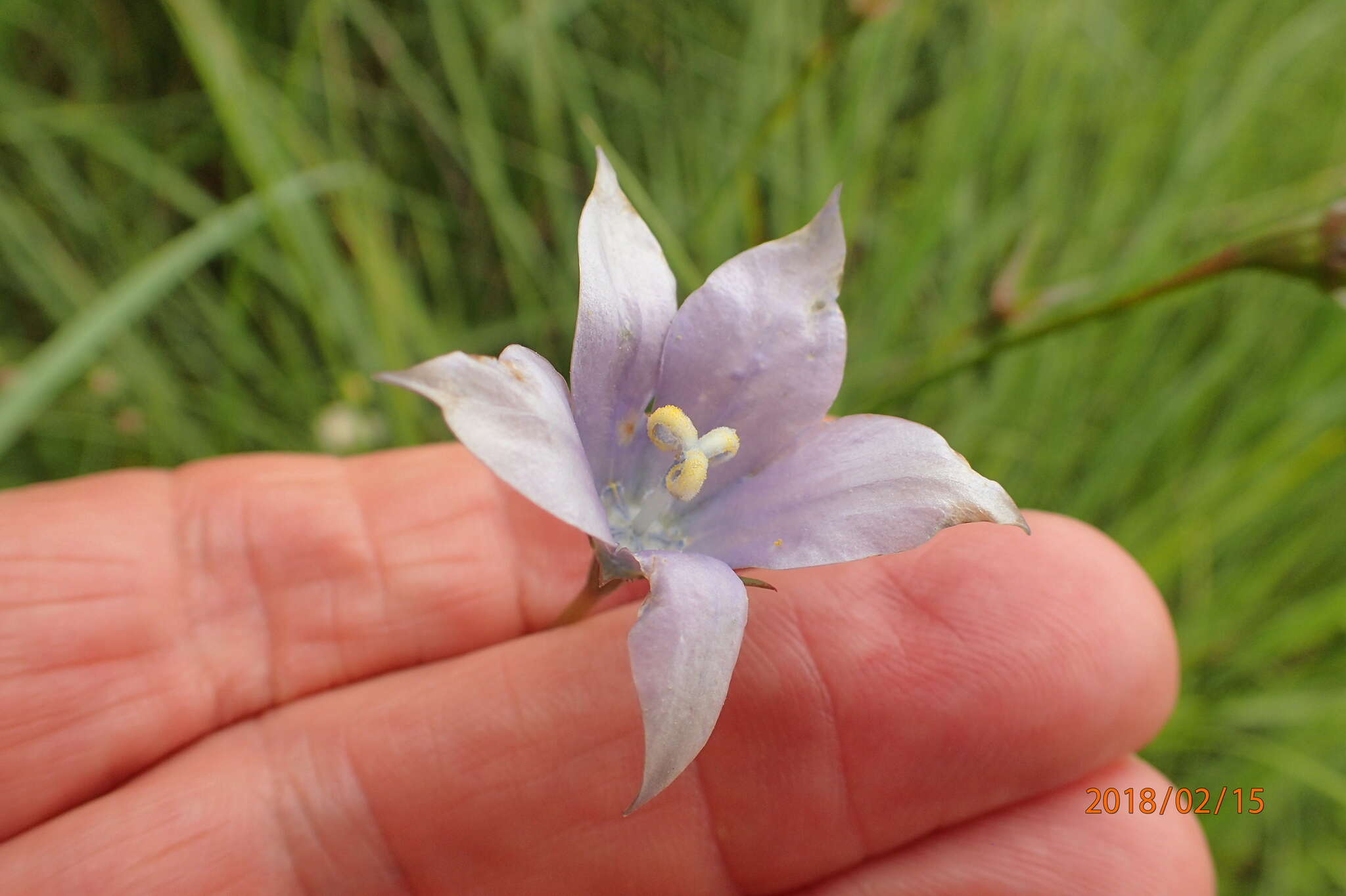 Image of Wahlenbergia krebsii Cham.