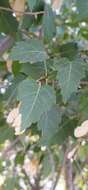 Image of Acer tataricum subsp. semenovii (Regel & Herd.) E. Murr.