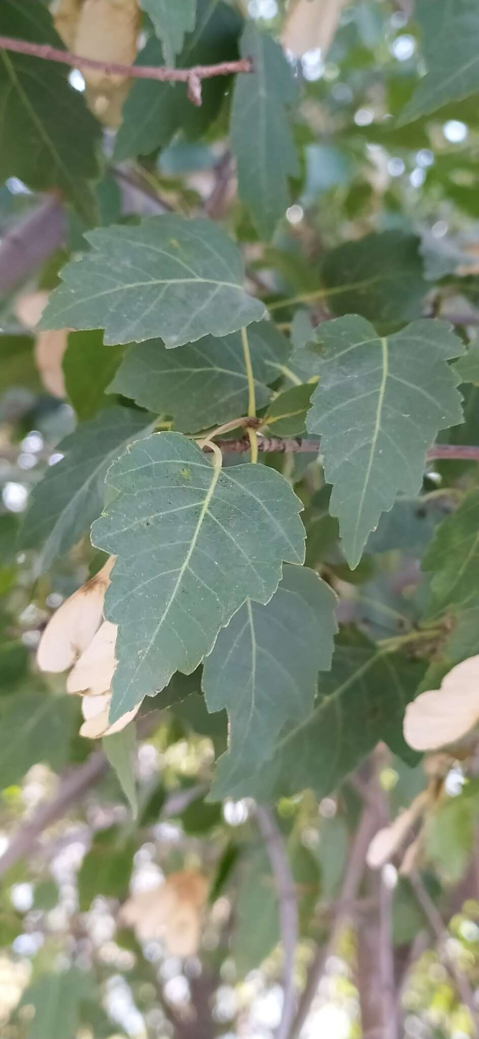 Image of Acer tataricum subsp. semenovii (Regel & Herd.) E. Murr.