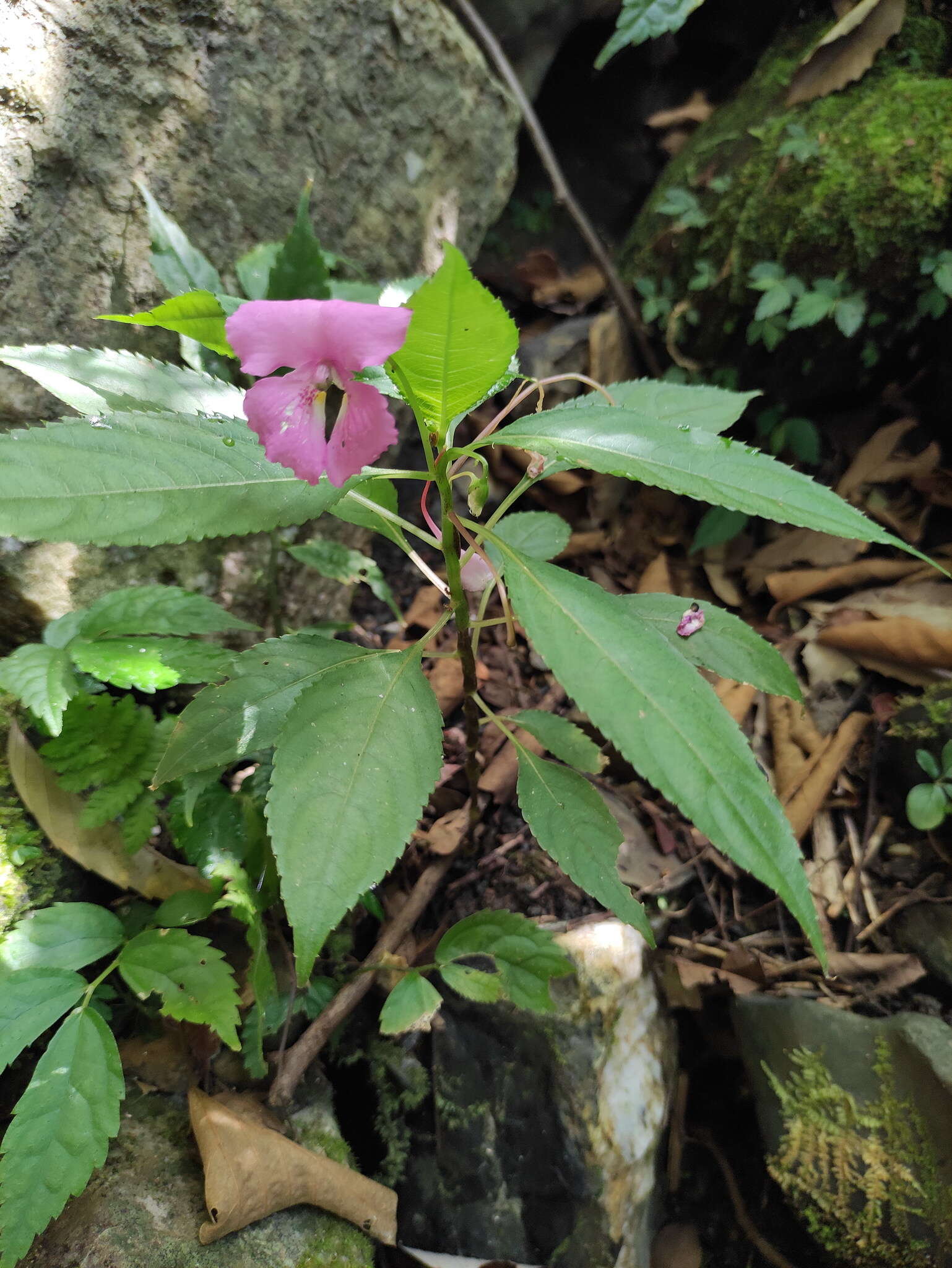 Image of Impatiens macrovexilla Y. L. Chen