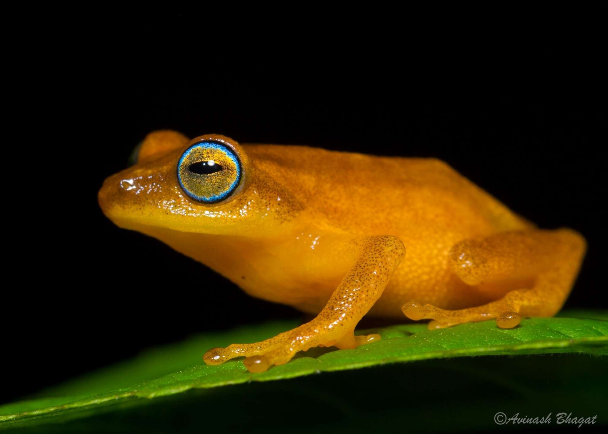 Image of Coorg Yellow Bush Frog